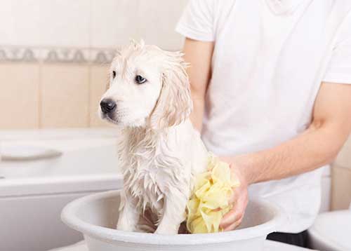 Dog hygiene