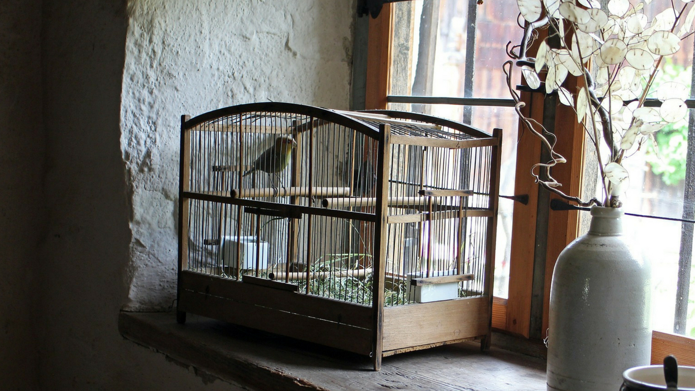 10 Best Bird Cages Of 2020 To Make Your 